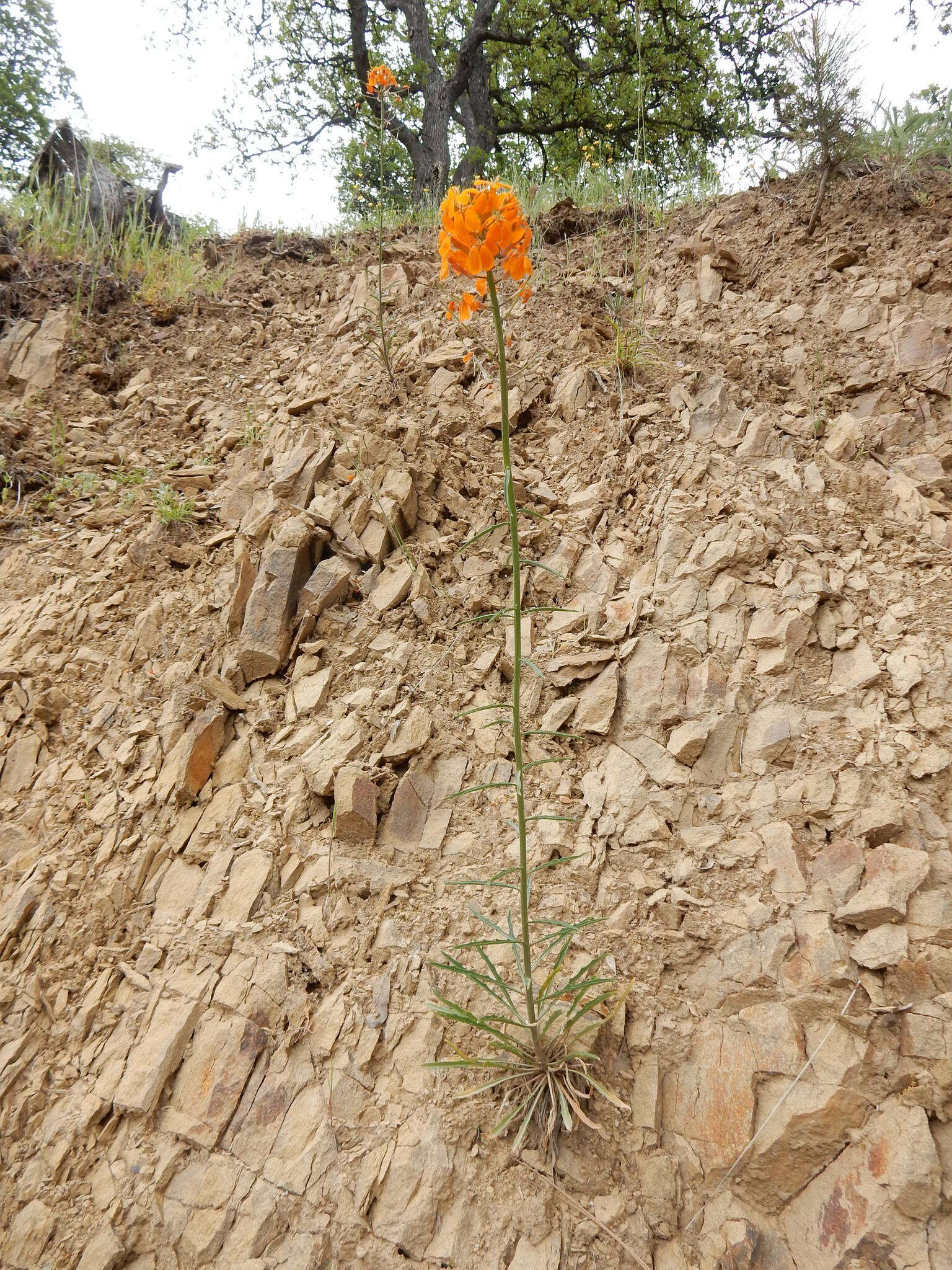 Слика од Erysimum capitatum var. capitatum