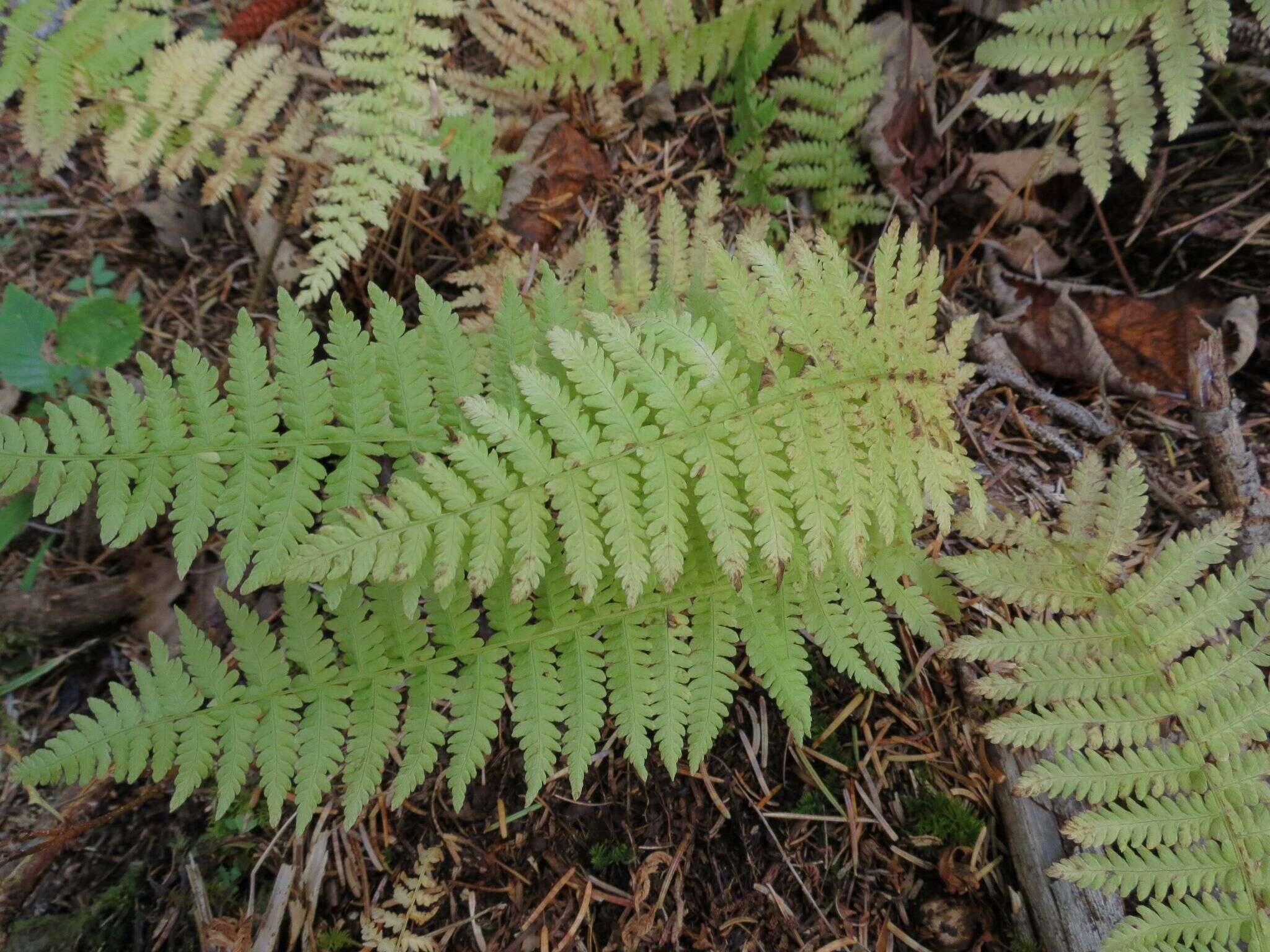 Image of Coryphopteris nipponica (Franch. & Sav.) S. E. Fawc. & A. R. Sm.