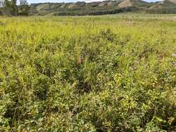 Image of Canadian ricegrass