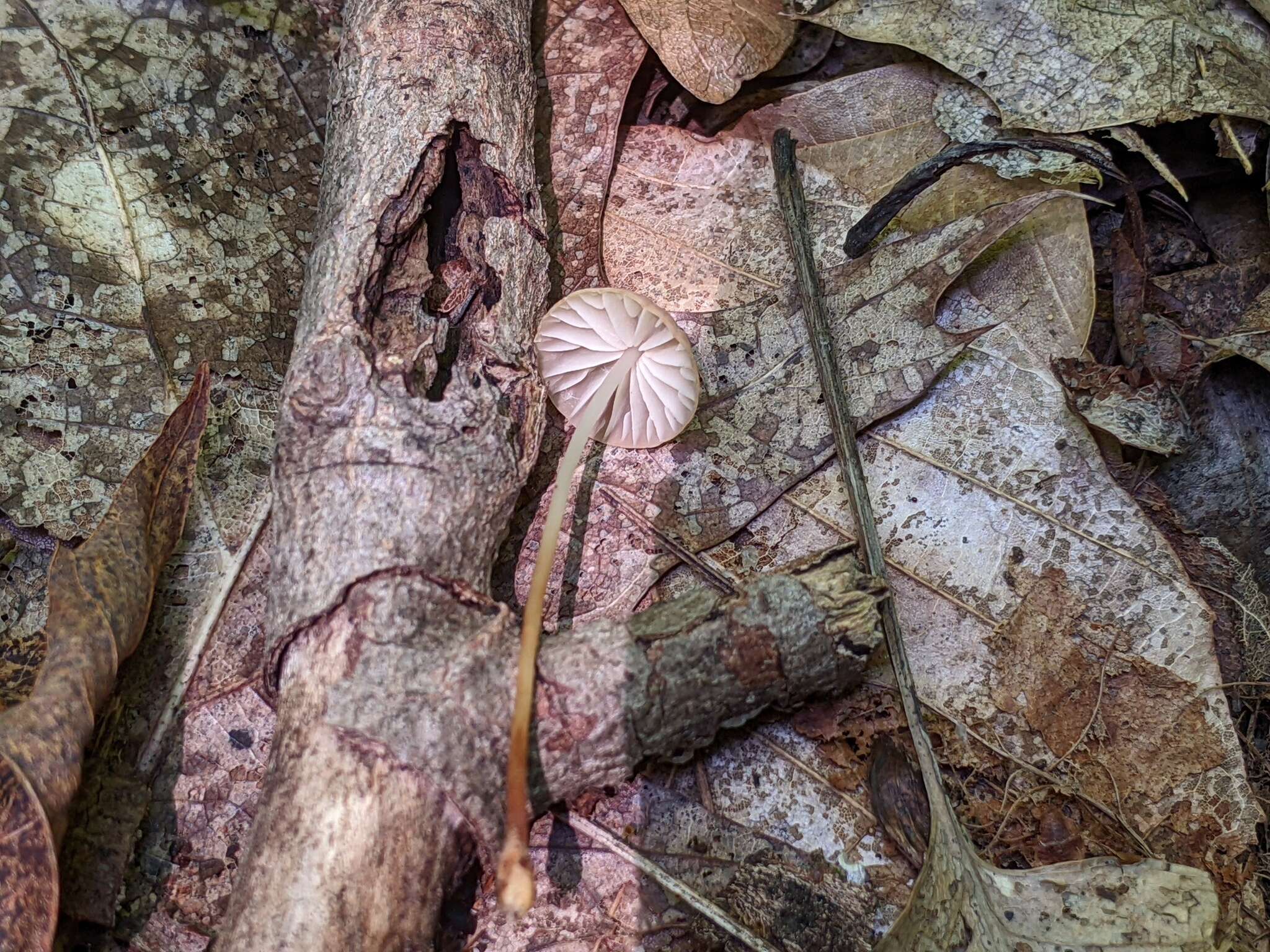 Image of Marasmius cohaerens (Pers.) Cooke & Quél. 1878