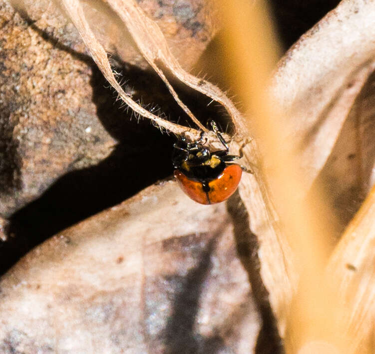 Image of California Lady Beetle