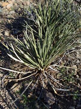 Image of Schott's century plant