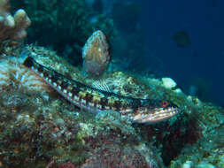 Image of Lighthouse lizardfish