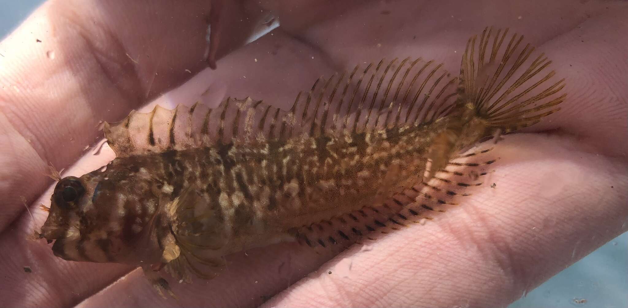 Image of Mussel Blenny