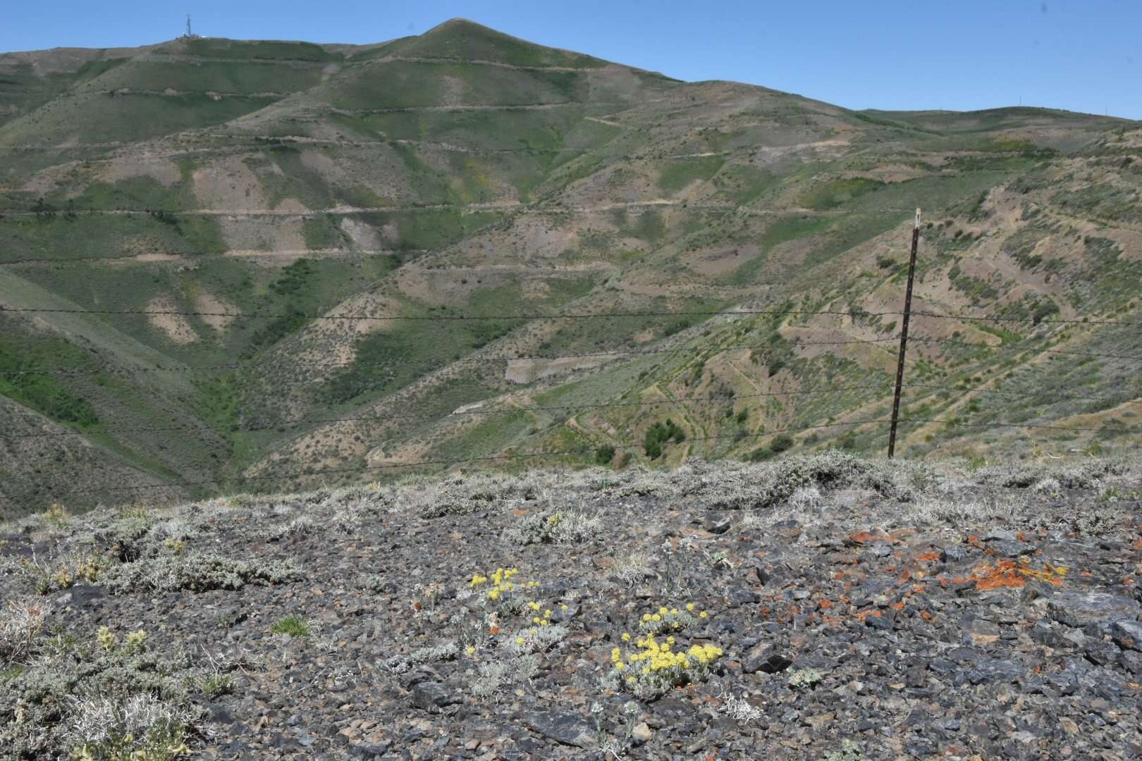 Image of Great Basin Desert buckwheat