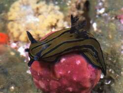 Image of Tyrannodoris tigris (Farmer 1978)