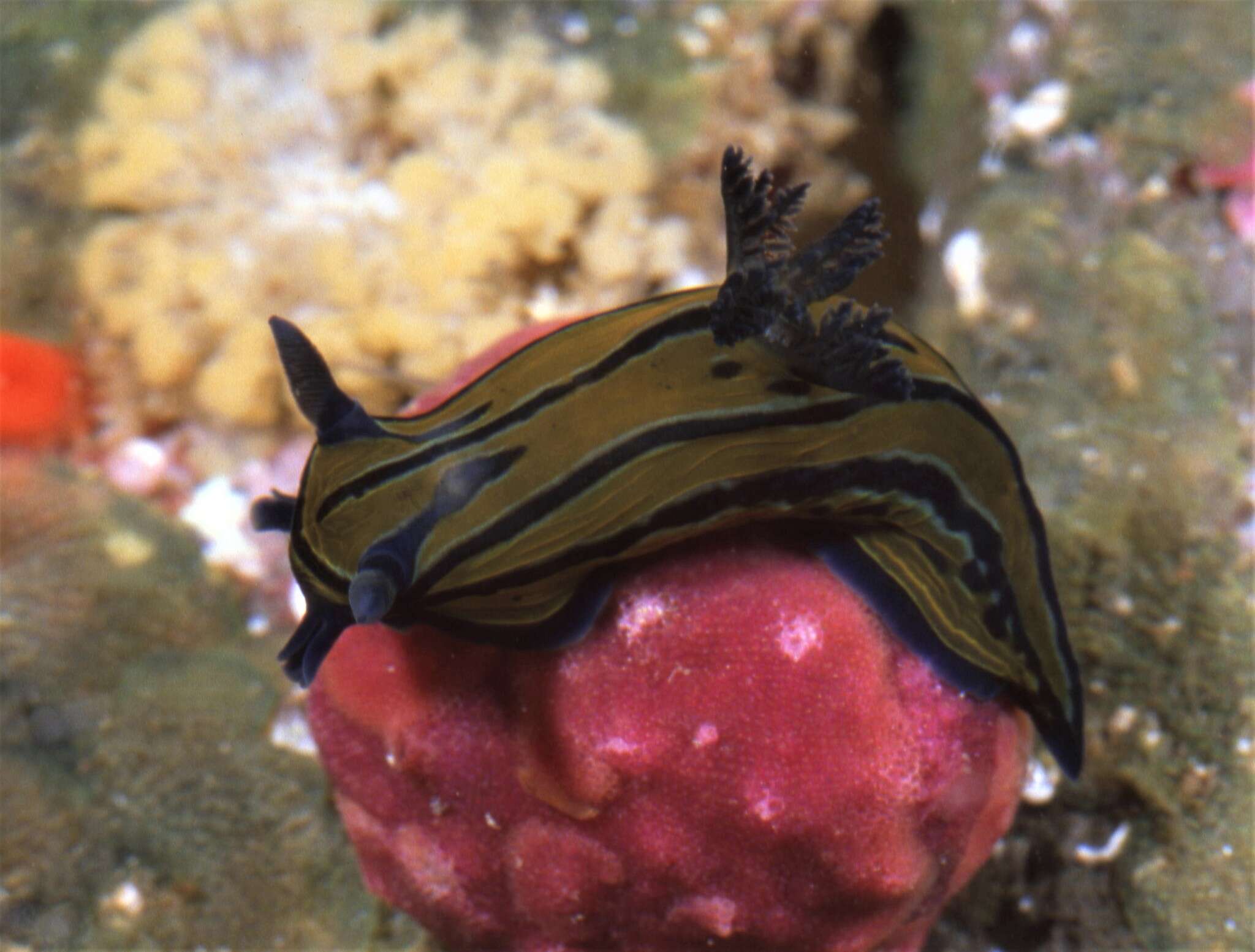 Image of Tyrannodoris tigris (Farmer 1978)