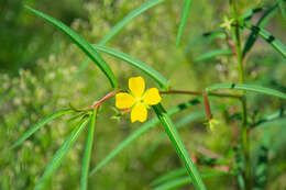 Imagem de Ludwigia leptocarpa (Nutt.) Hara