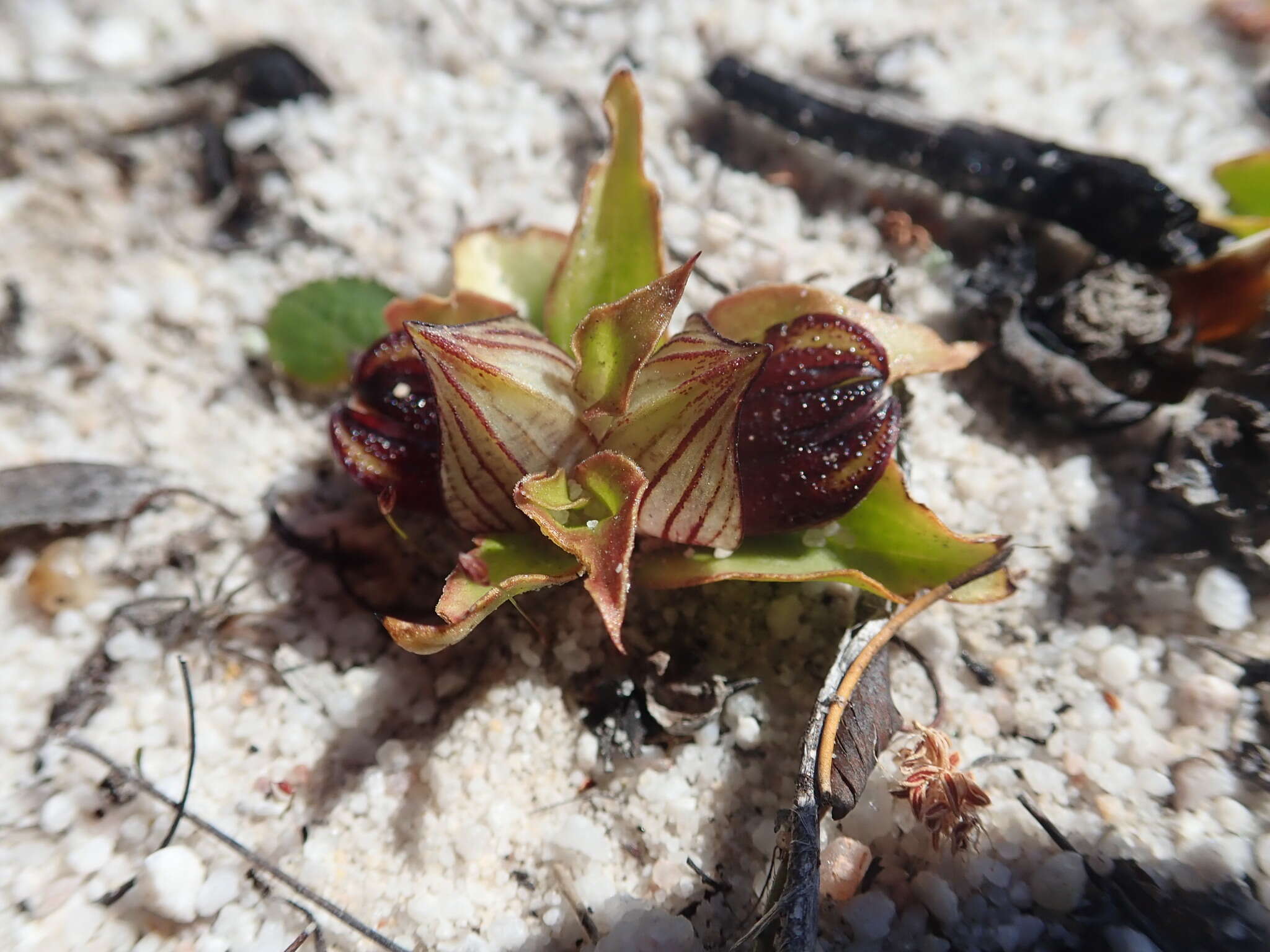 Image of Satyrium pumilum Thunb.