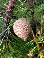 Image of Egg-cone Pine