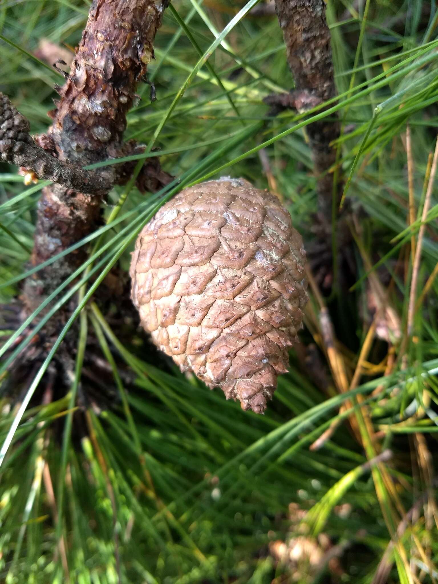 Image de Pinus oocarpa Schiede ex Schltdl.