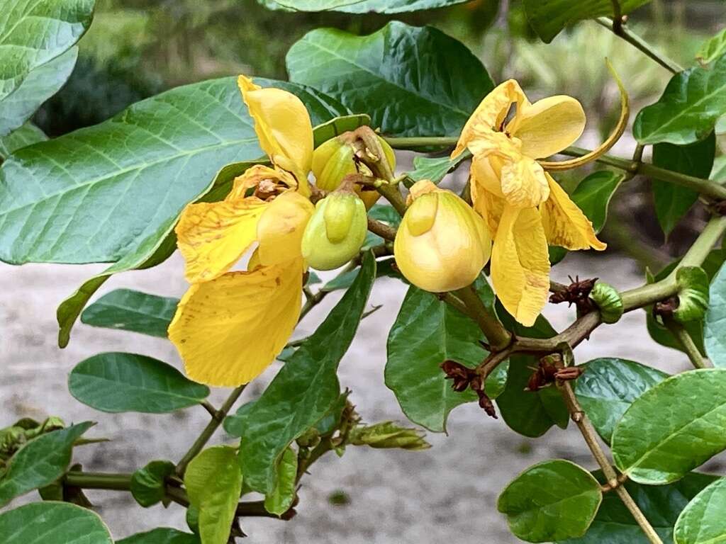 Sivun Senna appendiculata (Vogel) Wiersema kuva