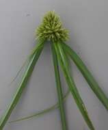 Image of Cyperus austroafricanus C. Archer & Goetgh.