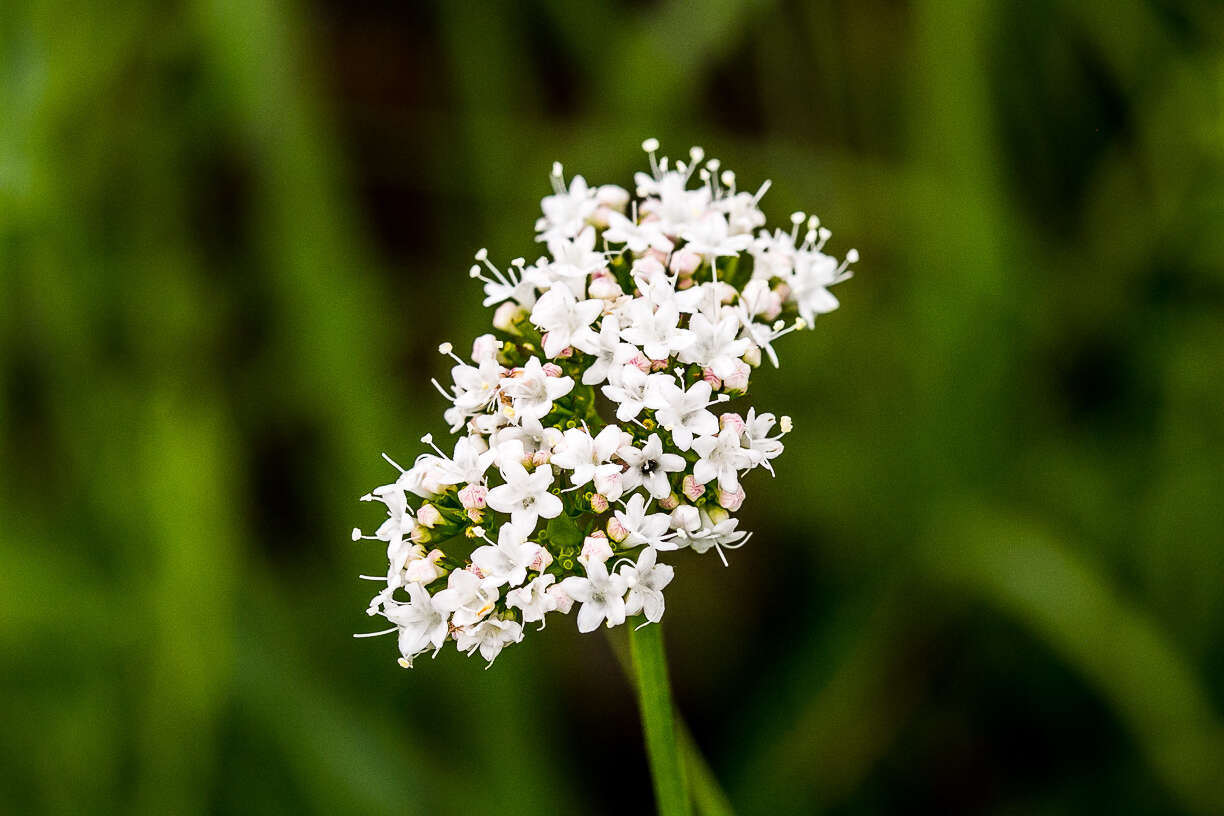 Image of Valeriana capensis Thunb.