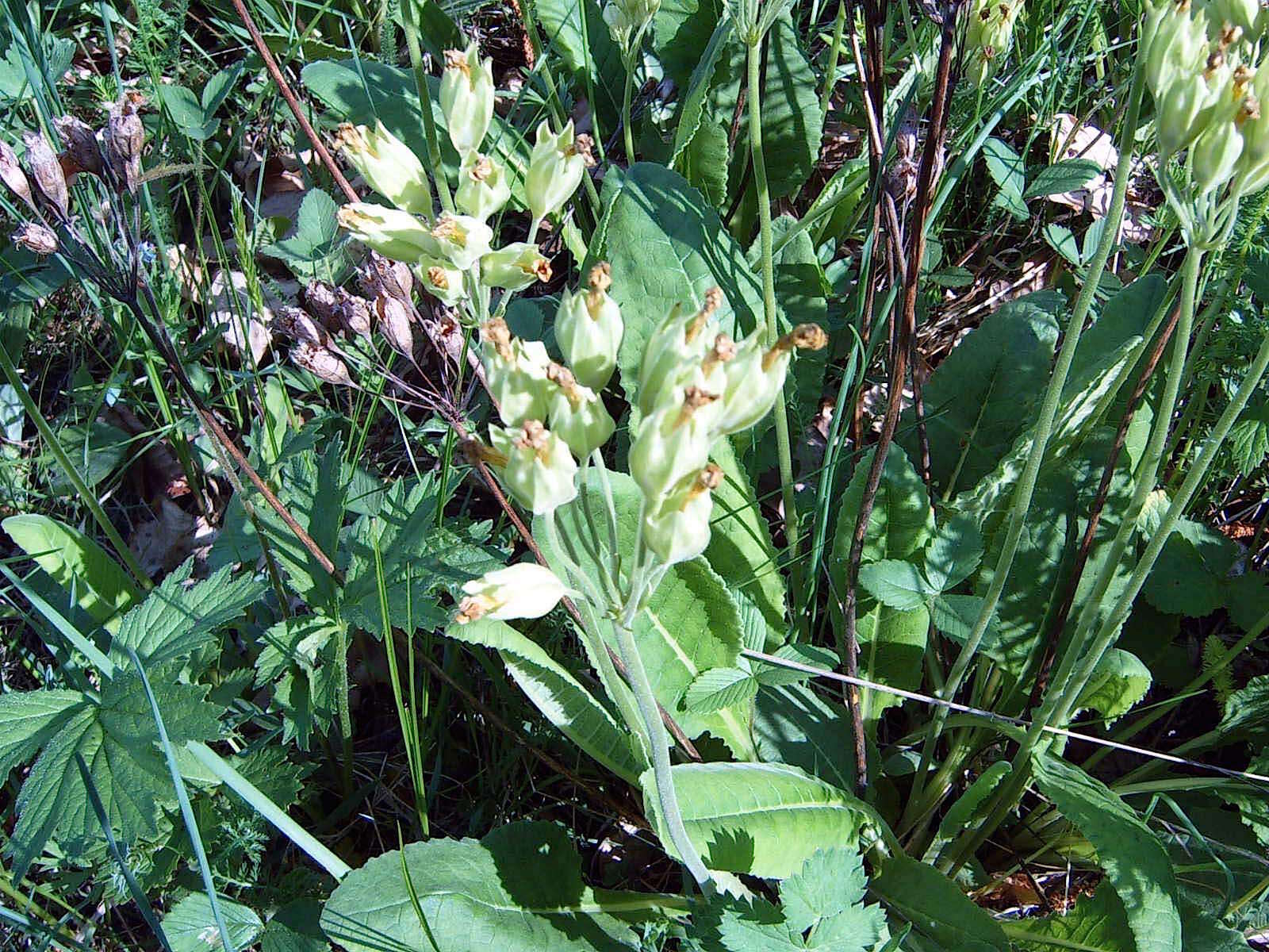 Image of Primula veris subsp. macrocalyx (Bunge) Lüdi