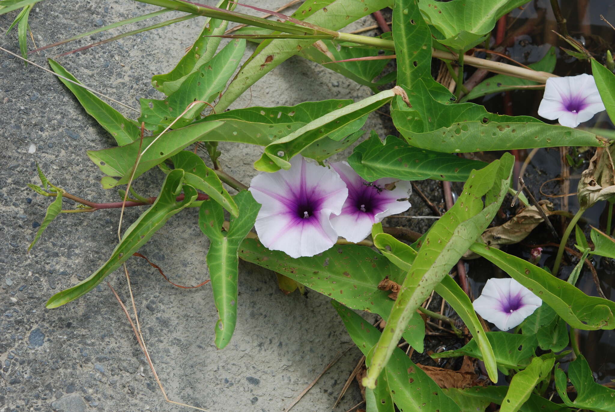 Image of water spinach