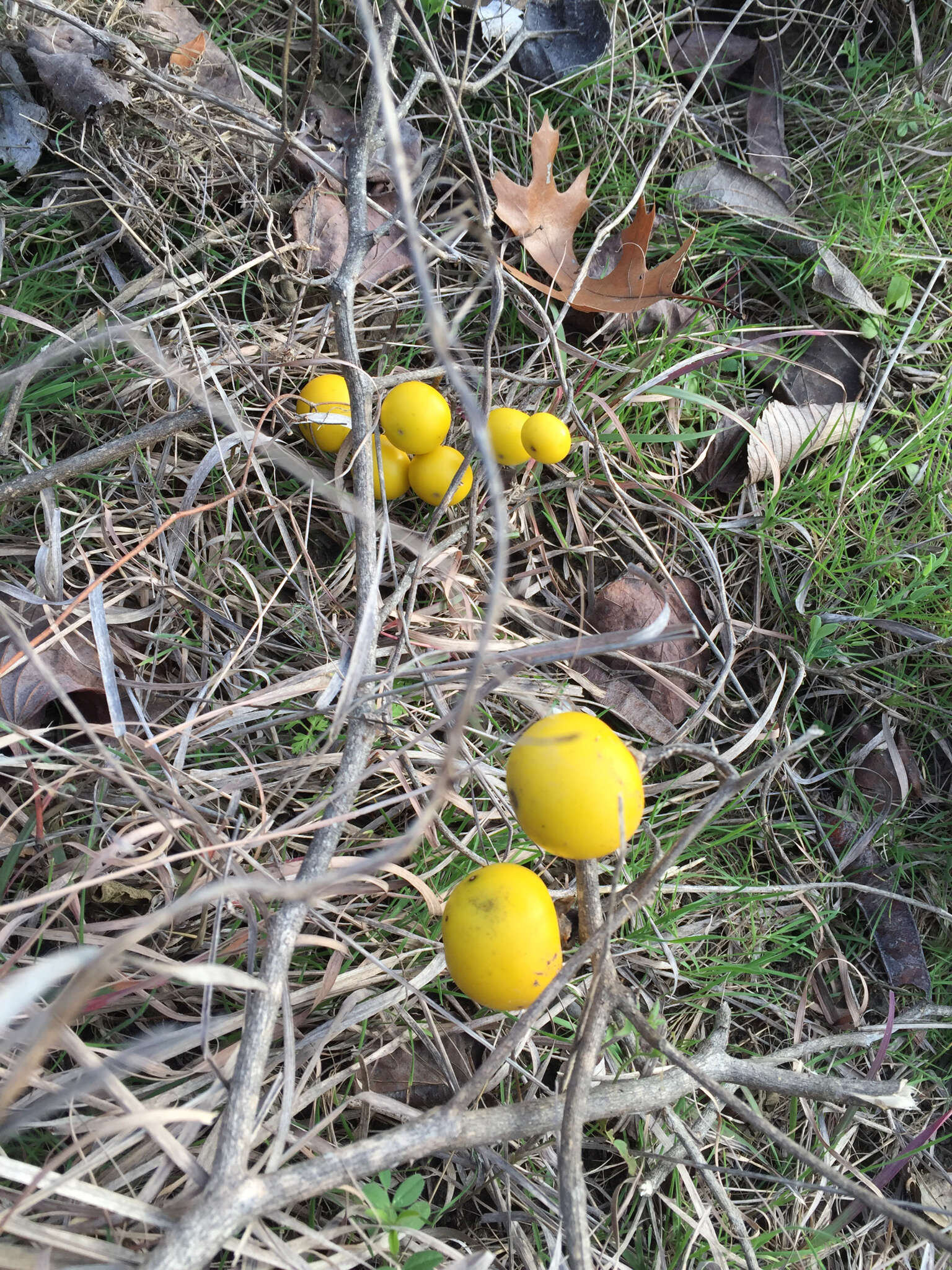 Imagem de Solanum dimidiatum Rafin.