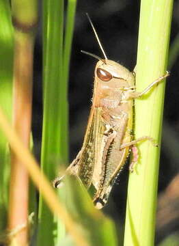 Image of Acanthacris