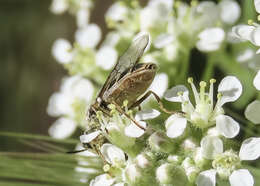 Image of Odontomyia hoodiana Bigot 1887