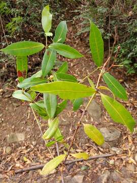 Image of Ixora platythyrsa Baker