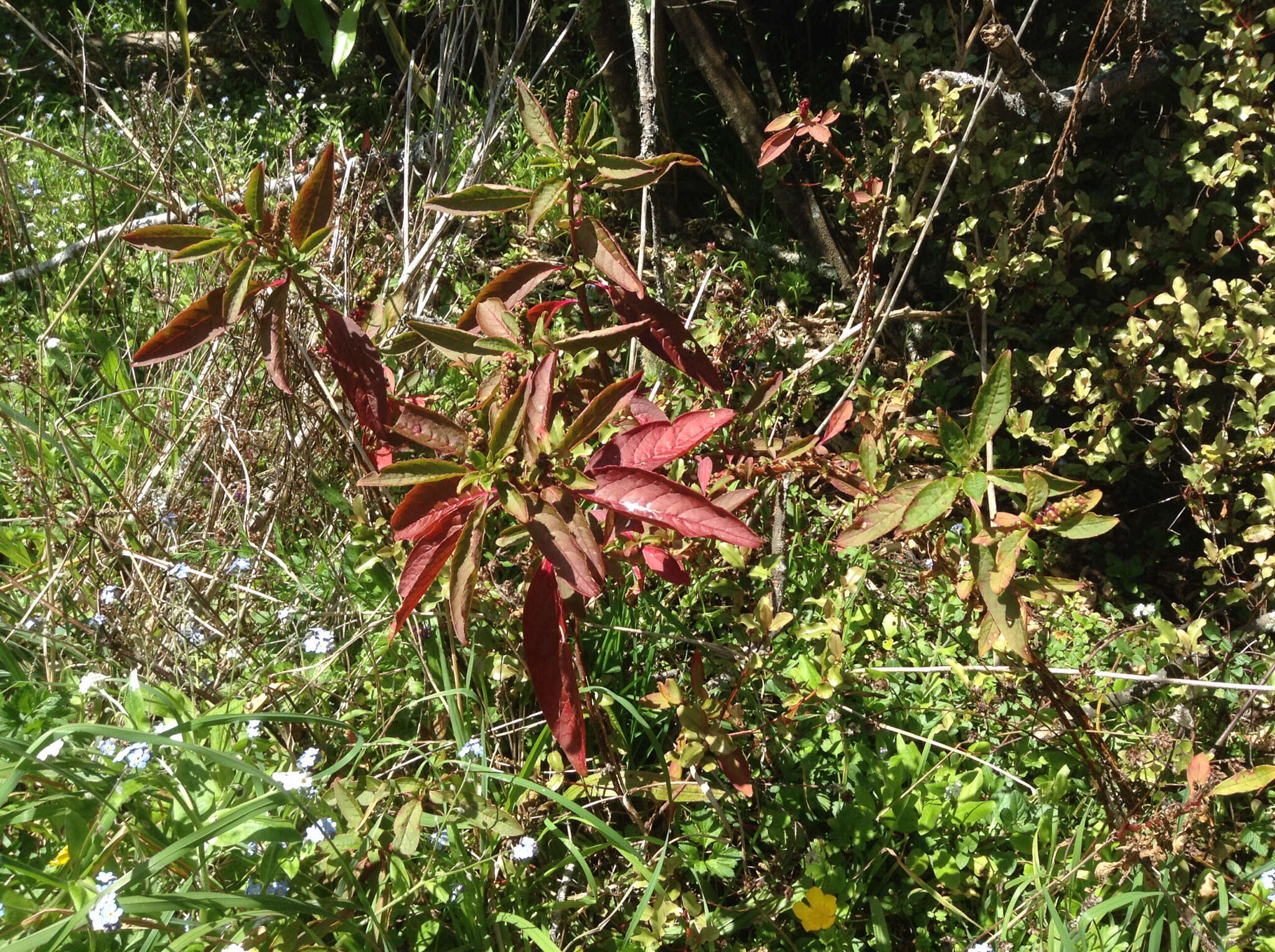 Image of Phytolacca octandra L.