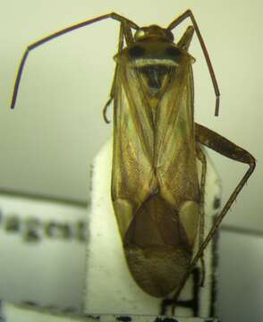 Image of Adelphocoris ticinensis (Meyer-Dur 1843)