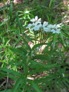 Image of Achillea biserrata M. Bieb.