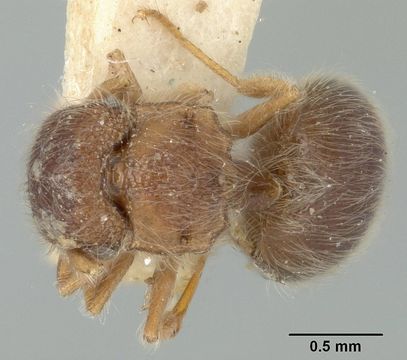 Image of <i>Meranoplus nanus</i> ssp. <i>soriculus</i> Wheeler