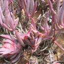 Image of Ruschia versicolor L. Bol.