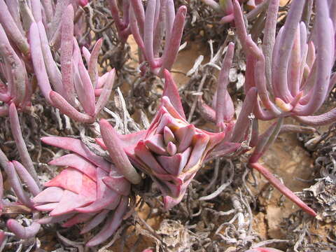 Image of Ruschia versicolor L. Bol.