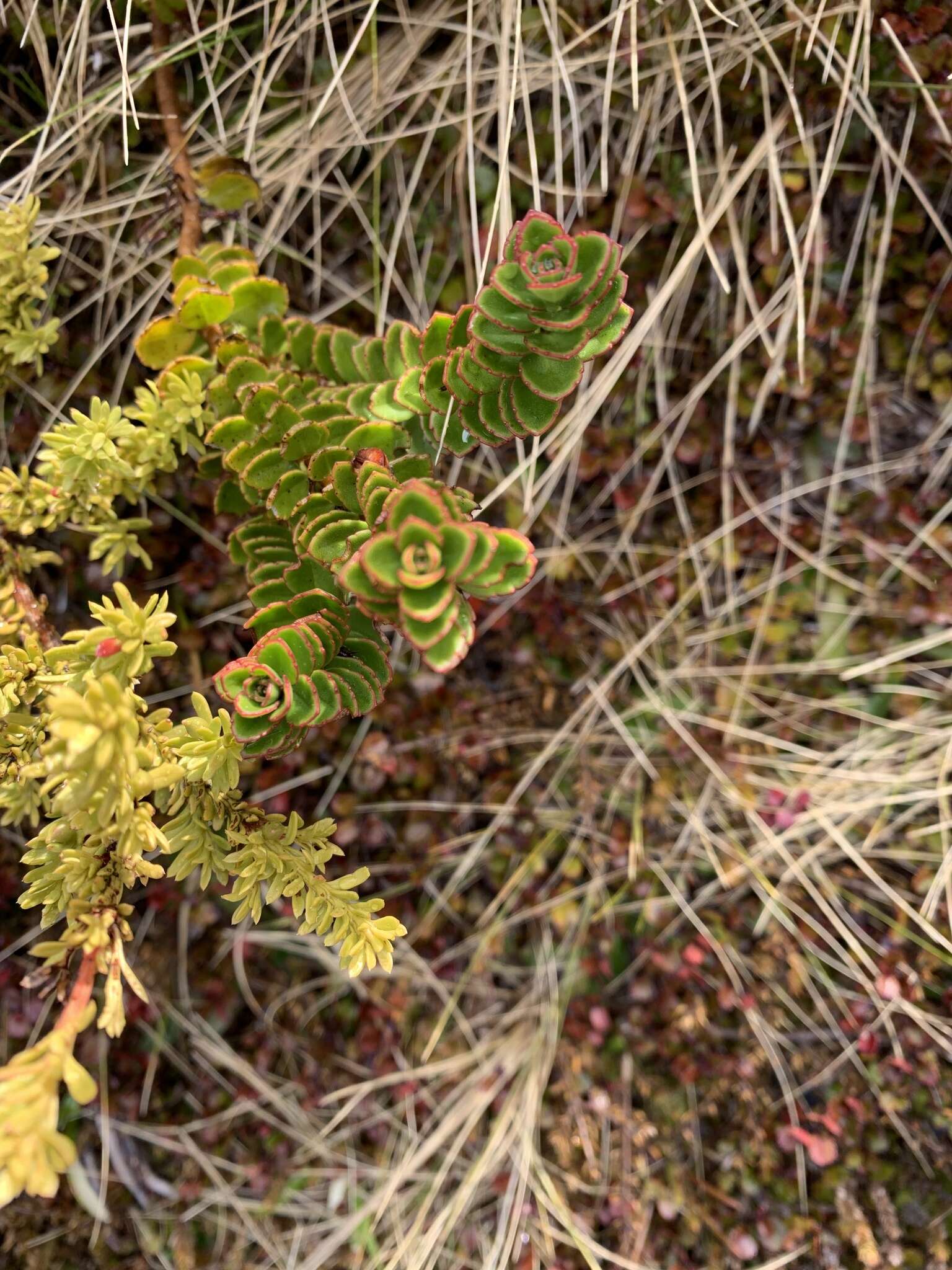 Image of Veronica macrantha var. brachyphylla Cheesem.