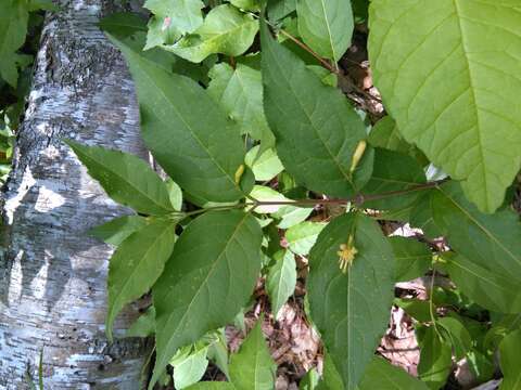 Image of northern bush honeysuckle