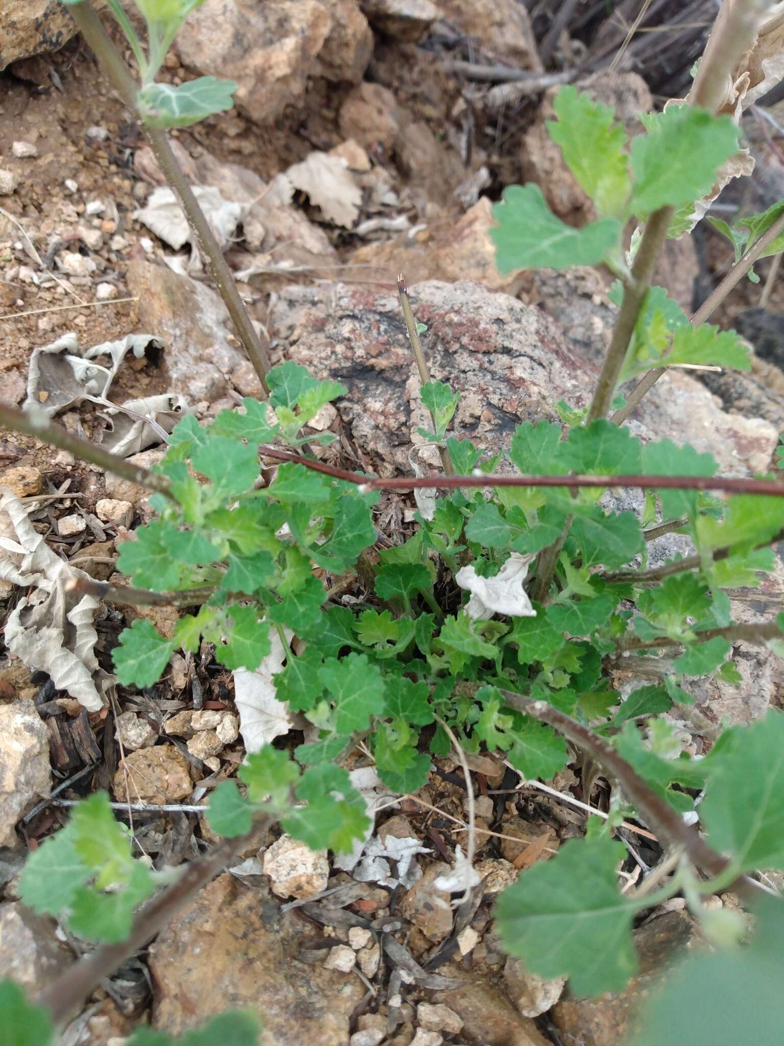 Image of Tucson bur ragweed