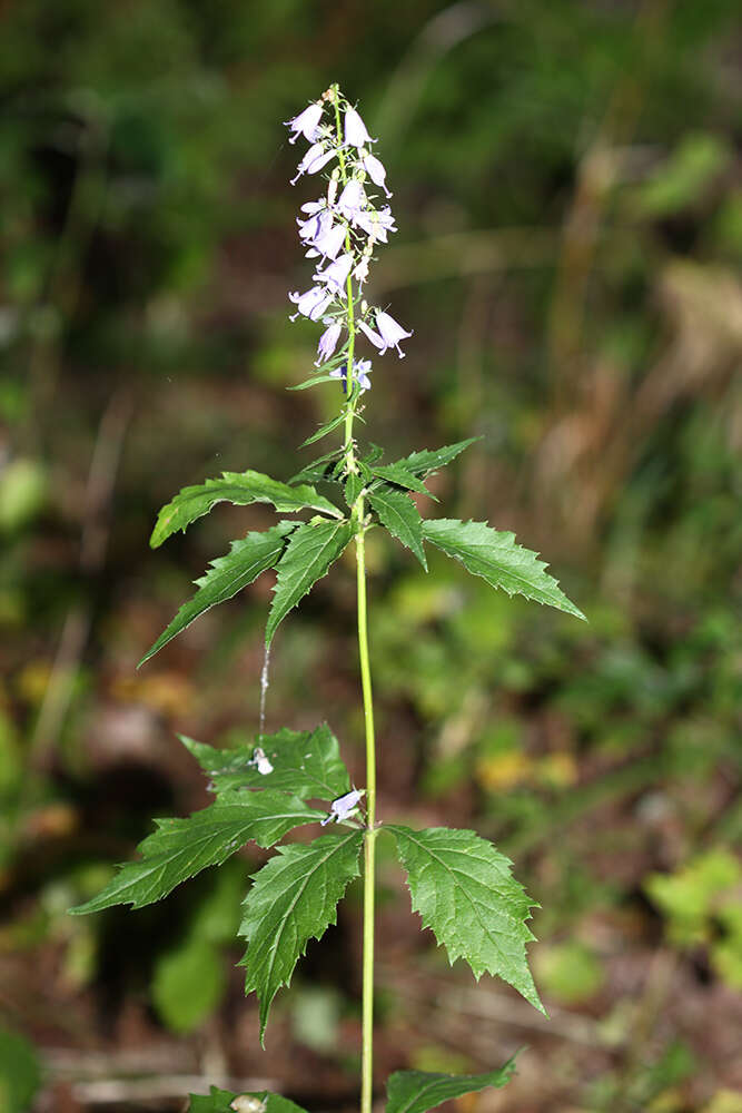 Imagem de Adenophora pereskiifolia (Fisch. ex Schult.) G. Don