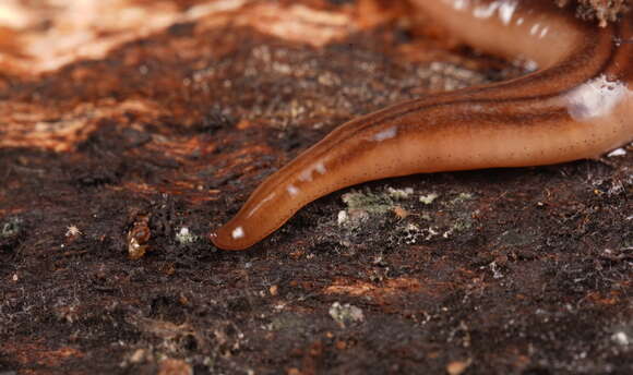 Image of Tasmanoplana tasmaniana (Darwin 1844)