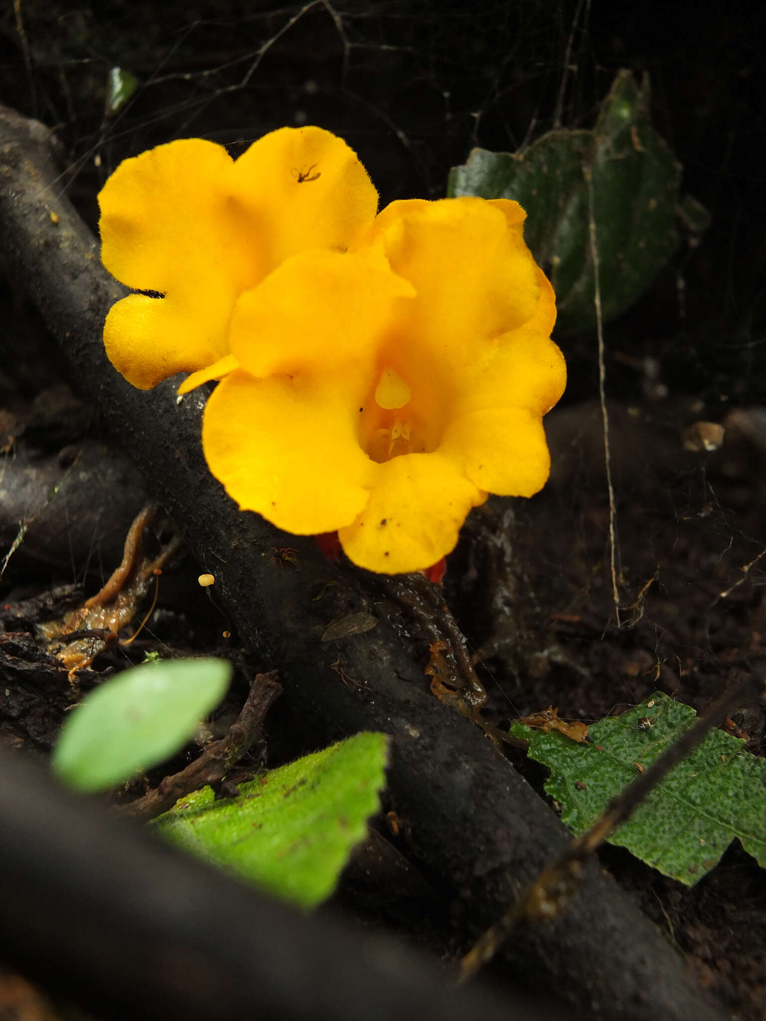 Plancia ëd Christisonia bicolor Gardn.