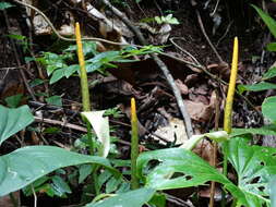 Anthurium ochranthum K. Koch resmi