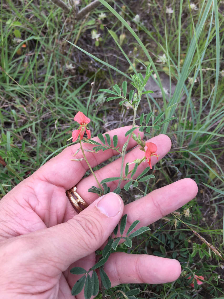 Imagem de Indigofera miniata Ortega