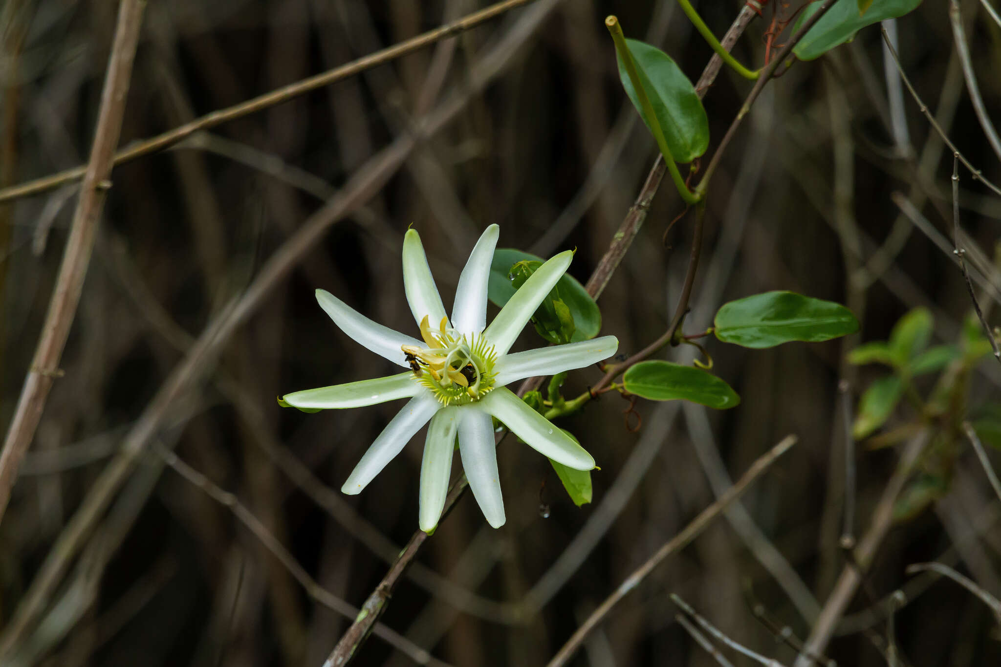 Image of Passiflora mucronata Lam.