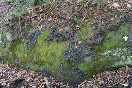 Image of Flat-fruited pelt;   Horizontal felt lichen