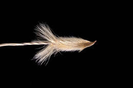 Image of Austrostipa blackii (C. E. Hubb.) S. W. L. Jacobs & J. Everett