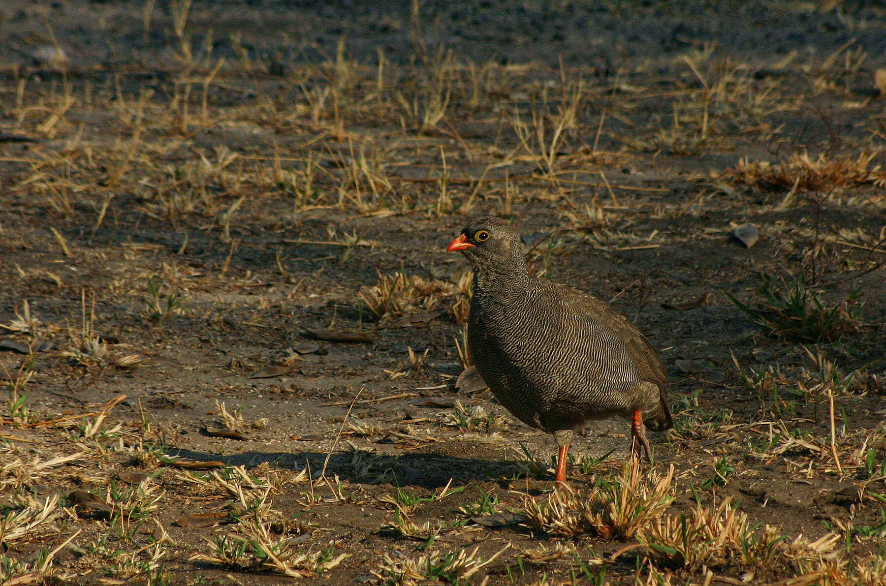 Image of Red-billed Francolin