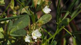 Image of hairy purslane speedwell