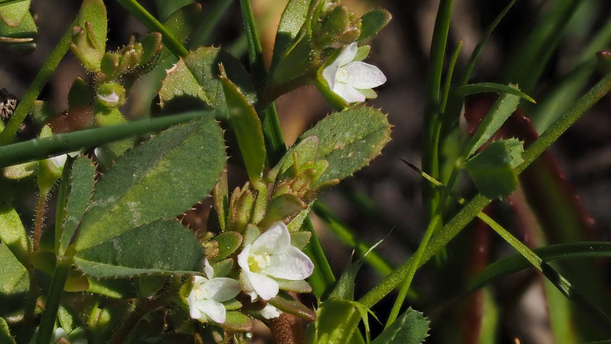 Image of hairy purslane speedwell