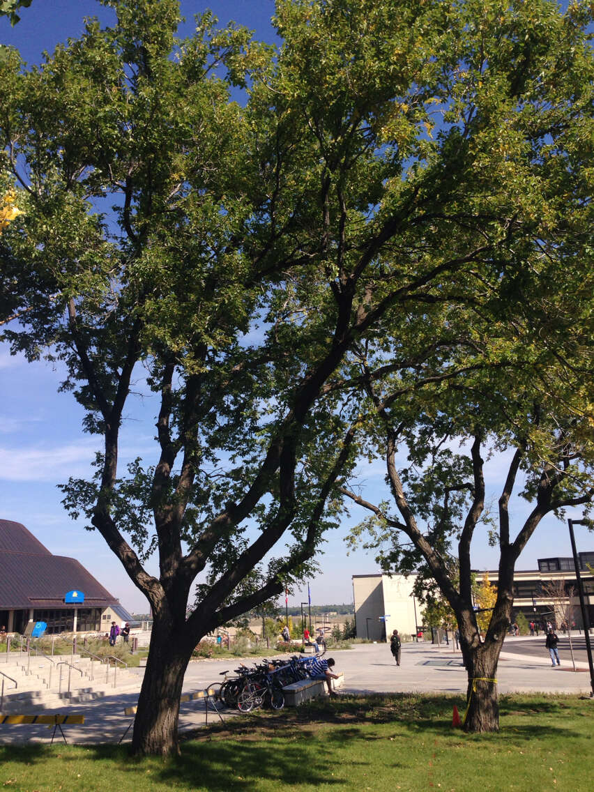 Image of American elm