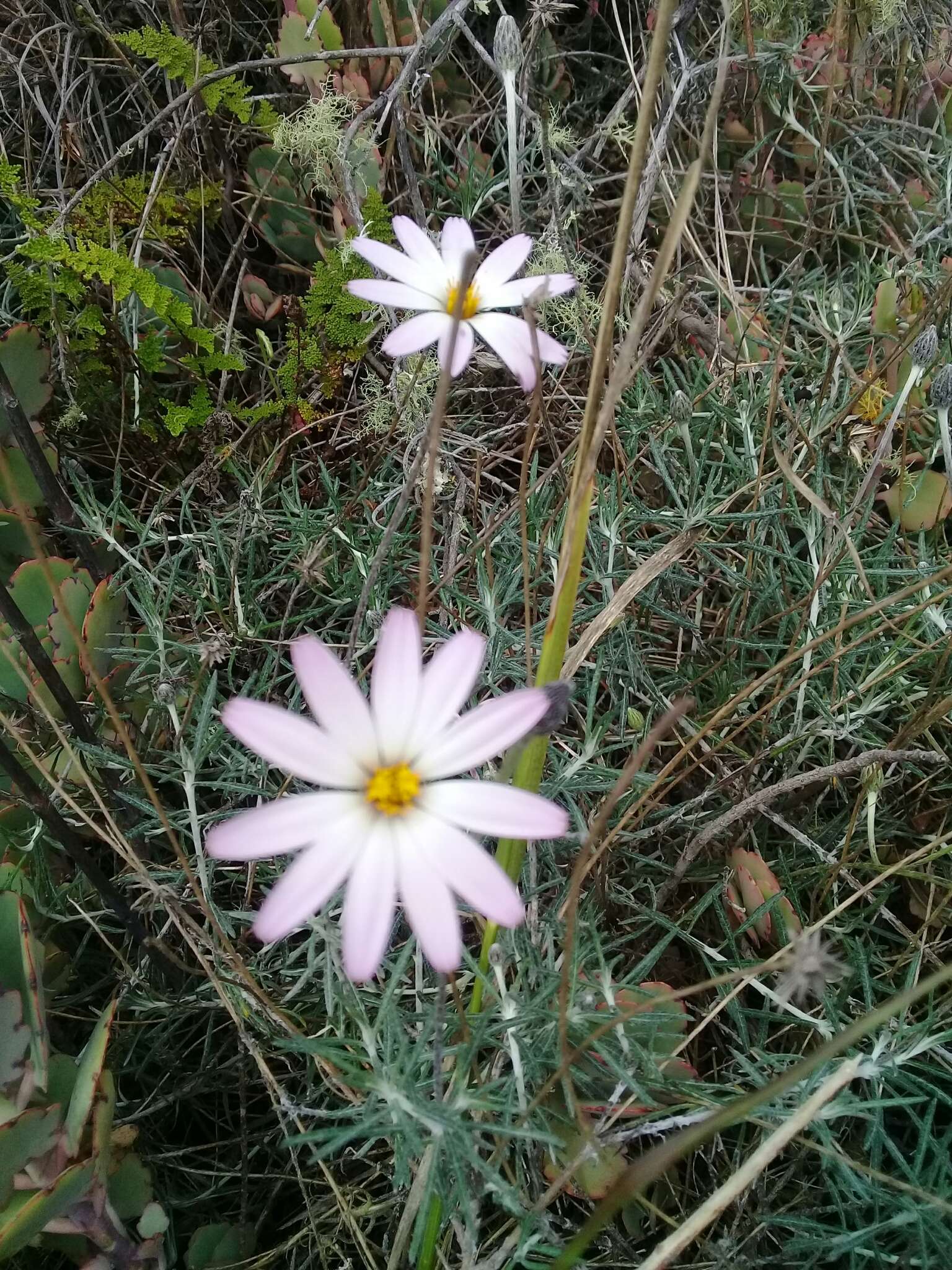 Image of Onoseris hyssopifolia Kunth