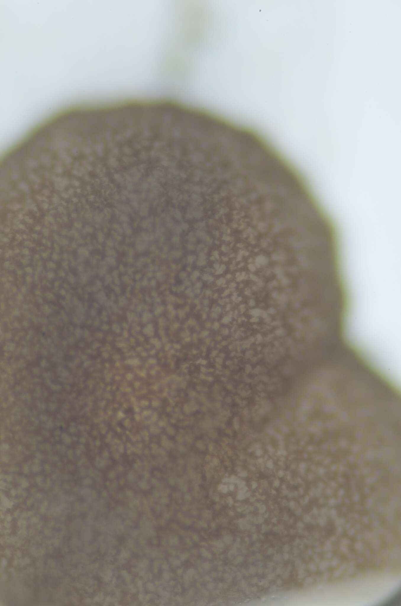 Image of agyrium lichen