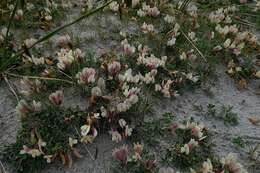 Слика од Trifolium eximium DC.