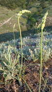 Слика од Ornithogalum pyrenaicum L.