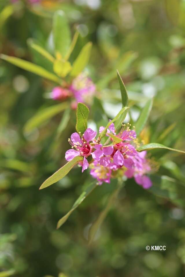 Sivun Koehneria madagascariensis (Baker) S. A. Graham, H. Tobe & P. Baas kuva